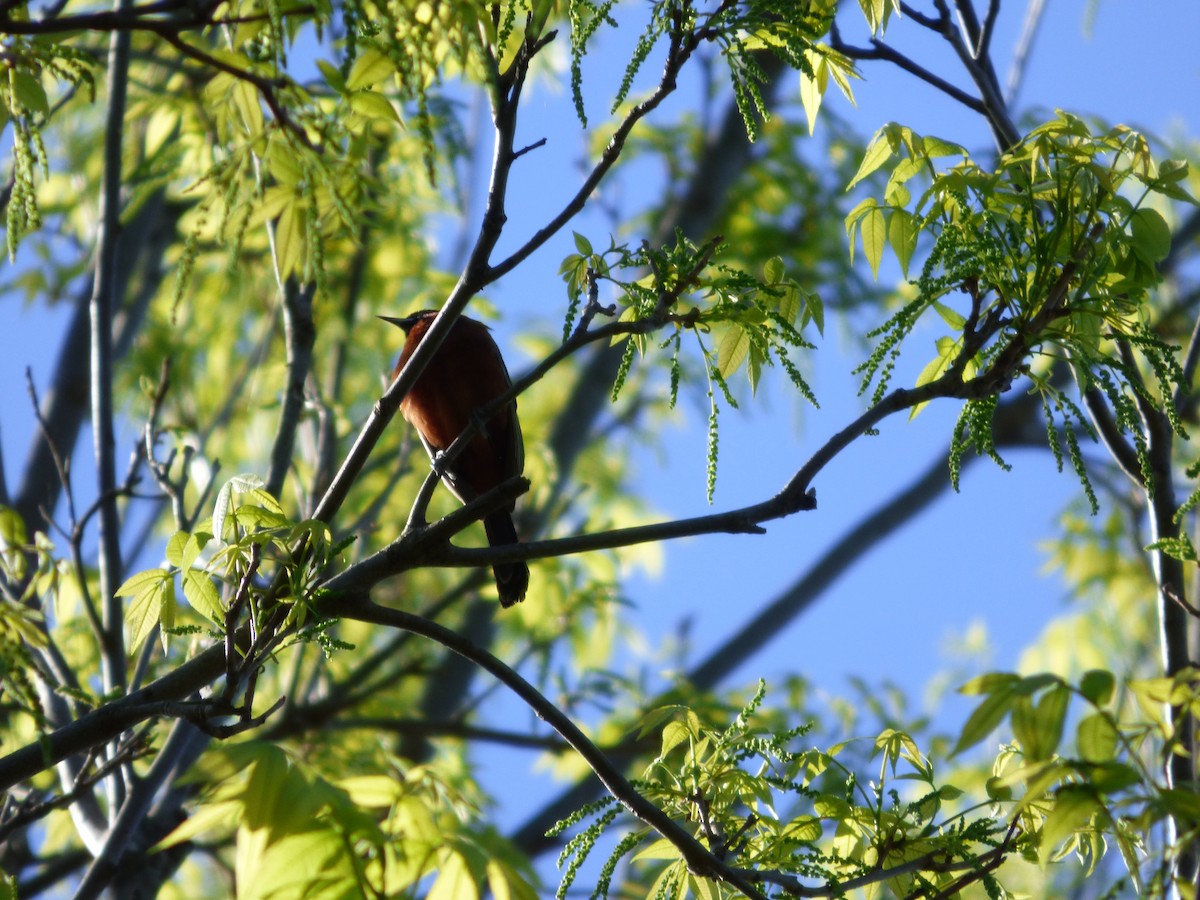Orchard Oriole - ML617792808