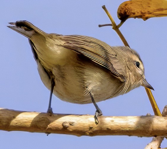 Warbling Vireo - Scott Young