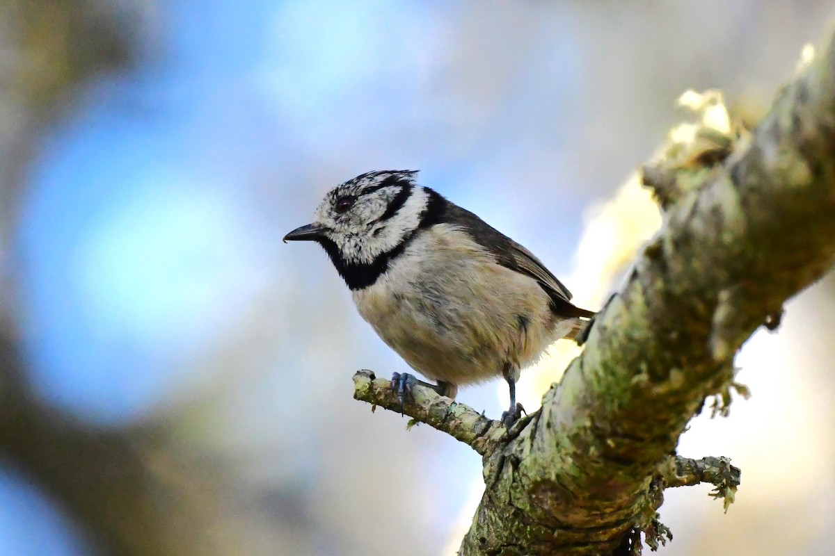 Crested Tit - ML617792870