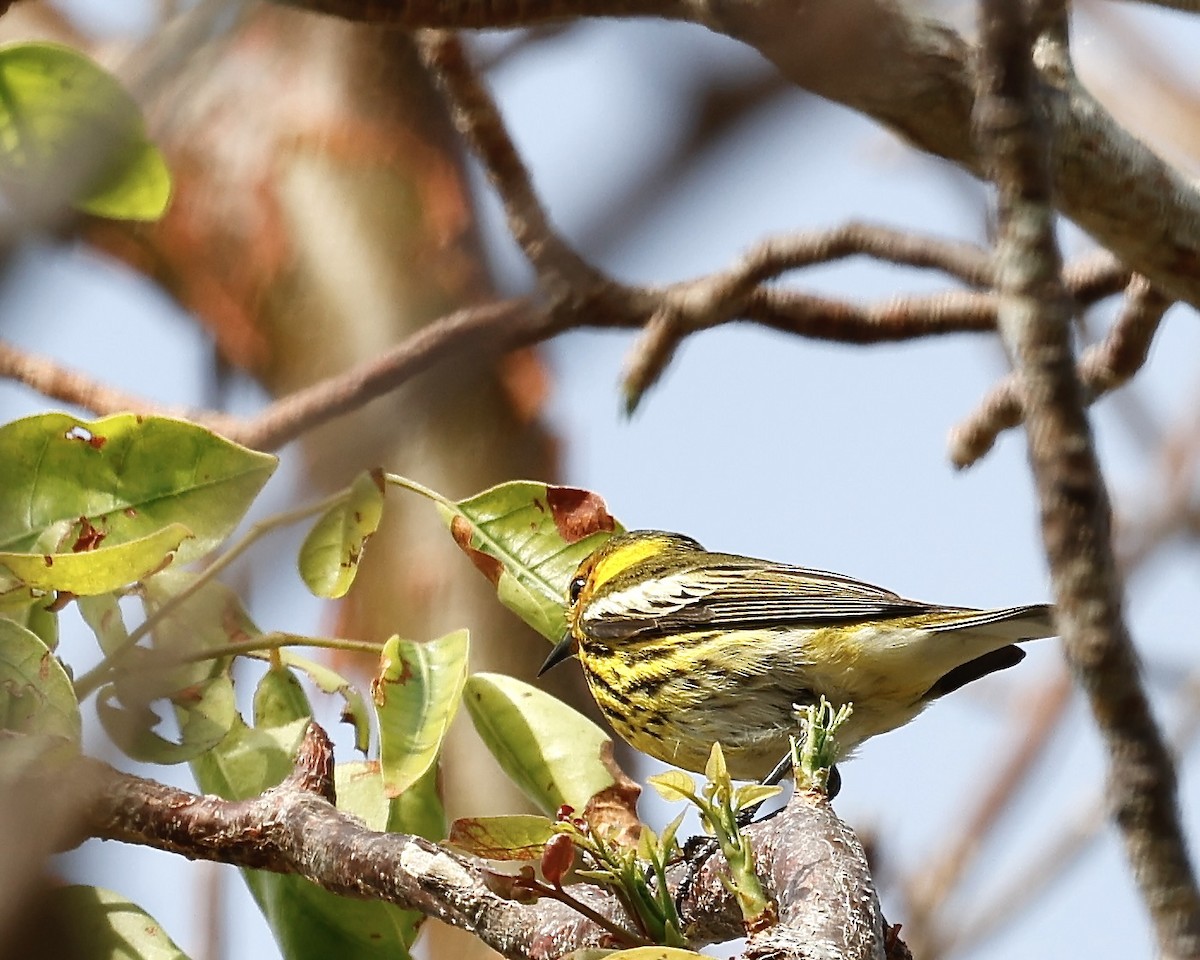 Cape May Warbler - ML617792981