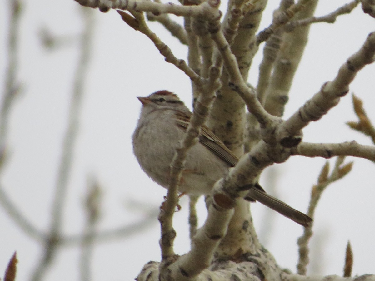Chipping Sparrow - ML617792984