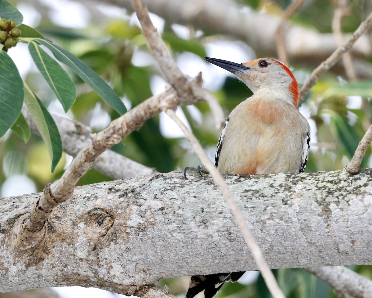 Red-bellied Woodpecker - Cate Hopkinson