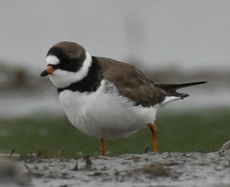 Semipalmated Plover - ML617793162