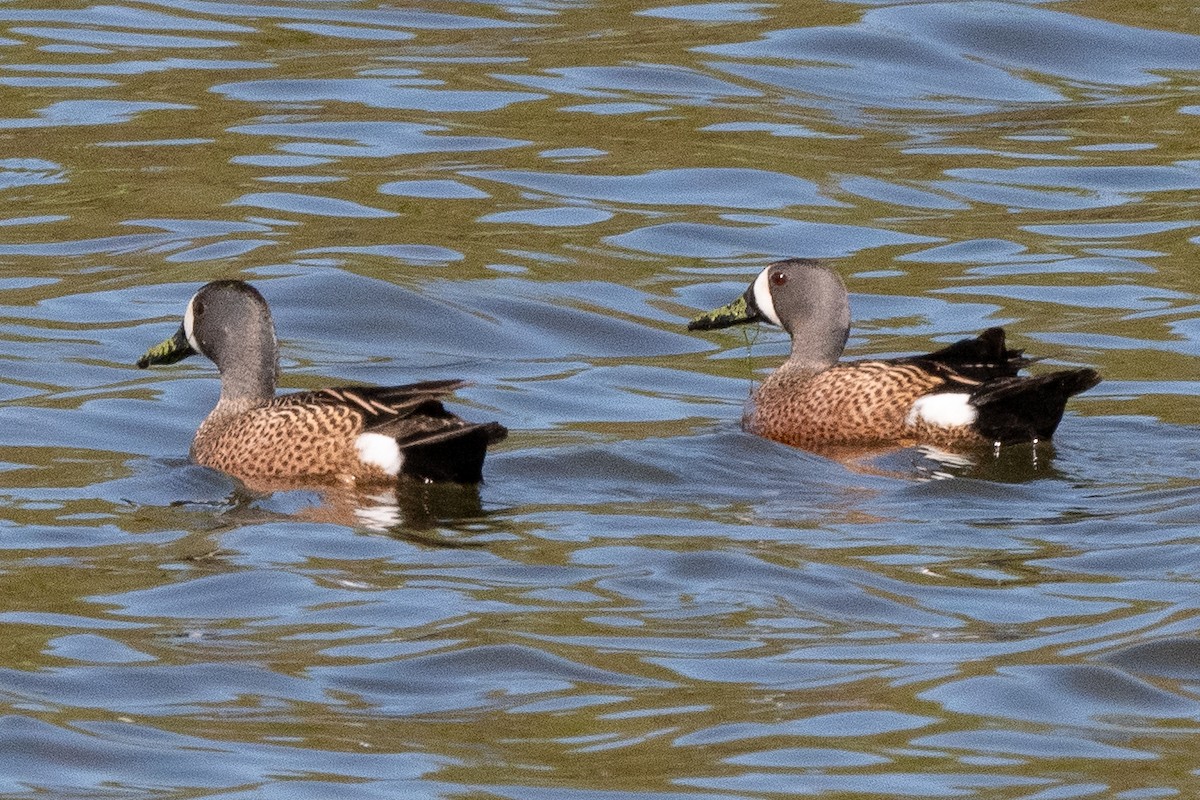 Blue-winged Teal - Mike Winck