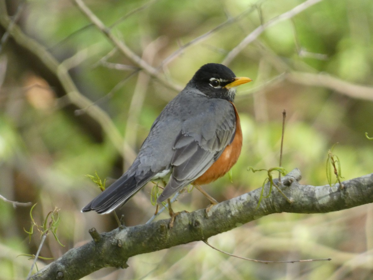 American Robin (migratorius Group) - Kevin Achtmeyer