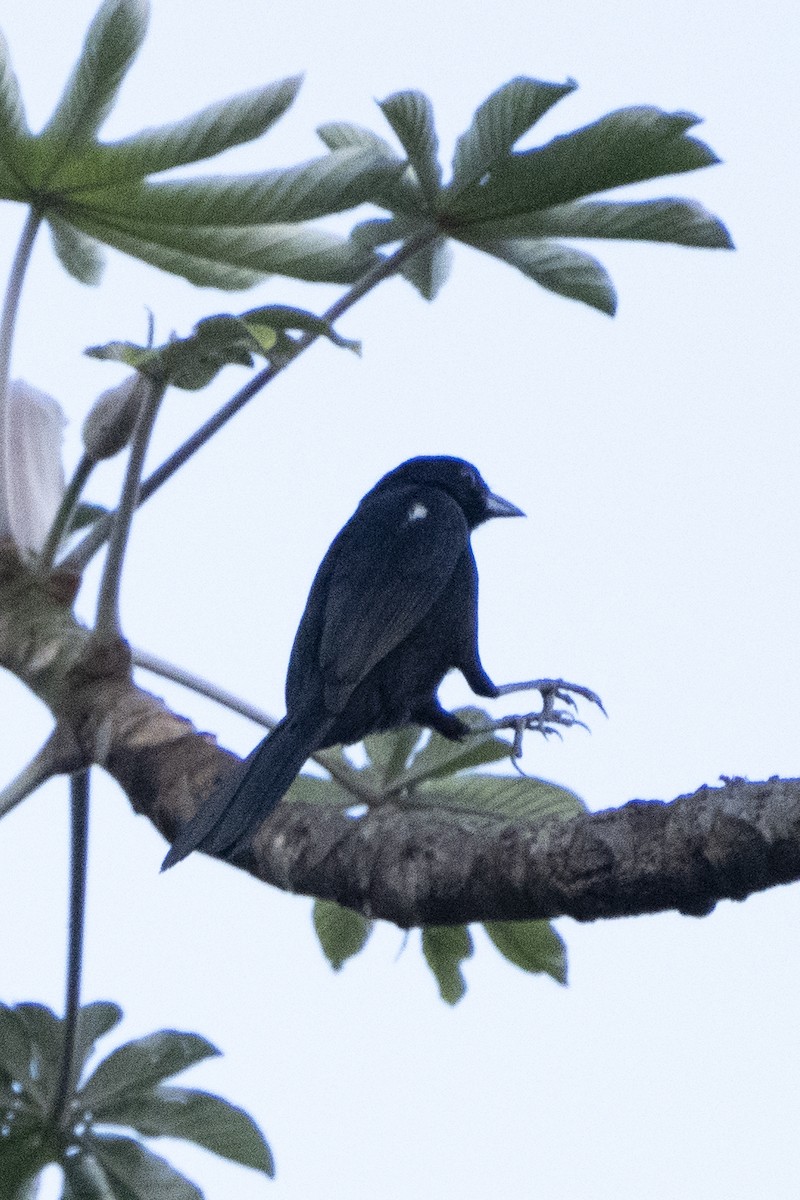 White-lined Tanager - ML617793258