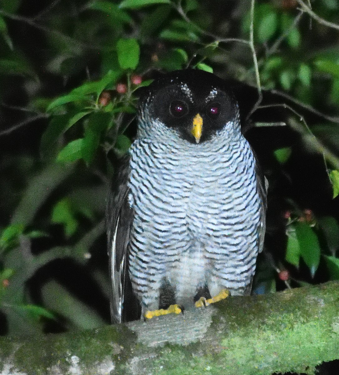 Black-and-white Owl - Qinglin Ma