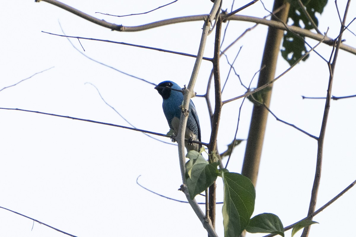Swallow Tanager - ML617793376