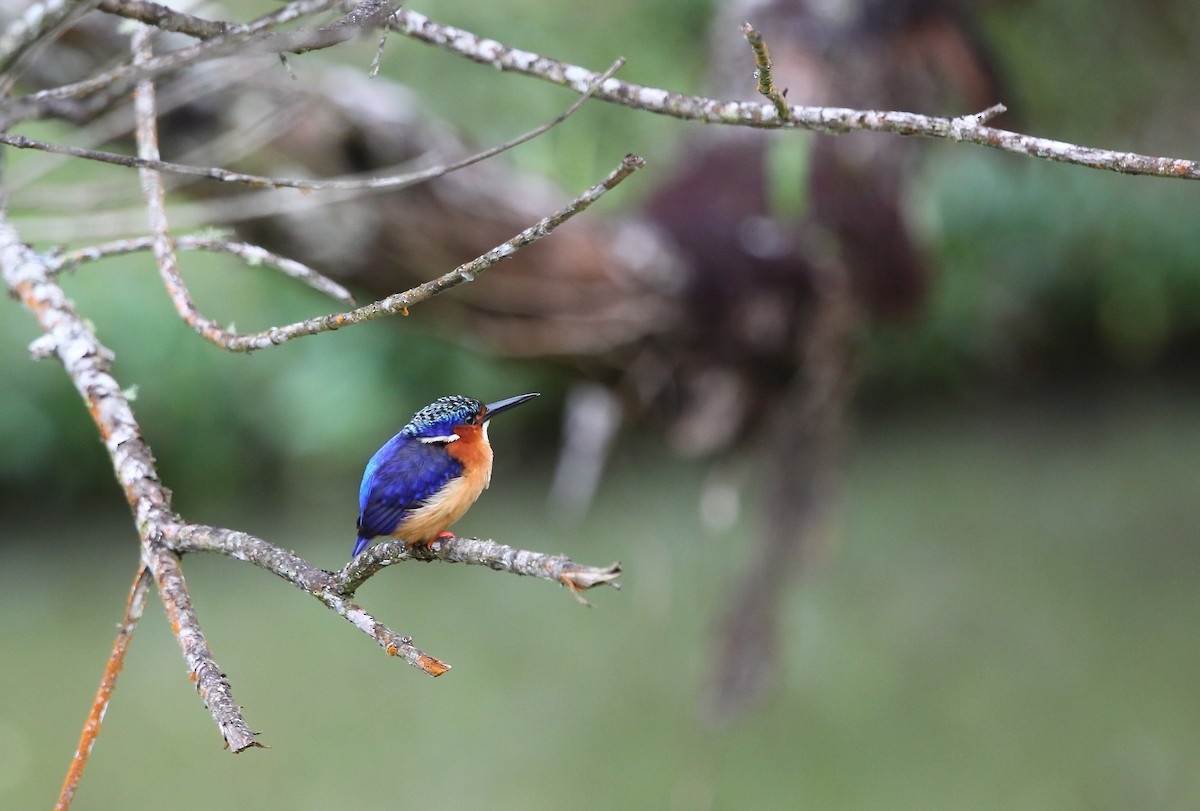 Malagasy Kingfisher - David Brassington