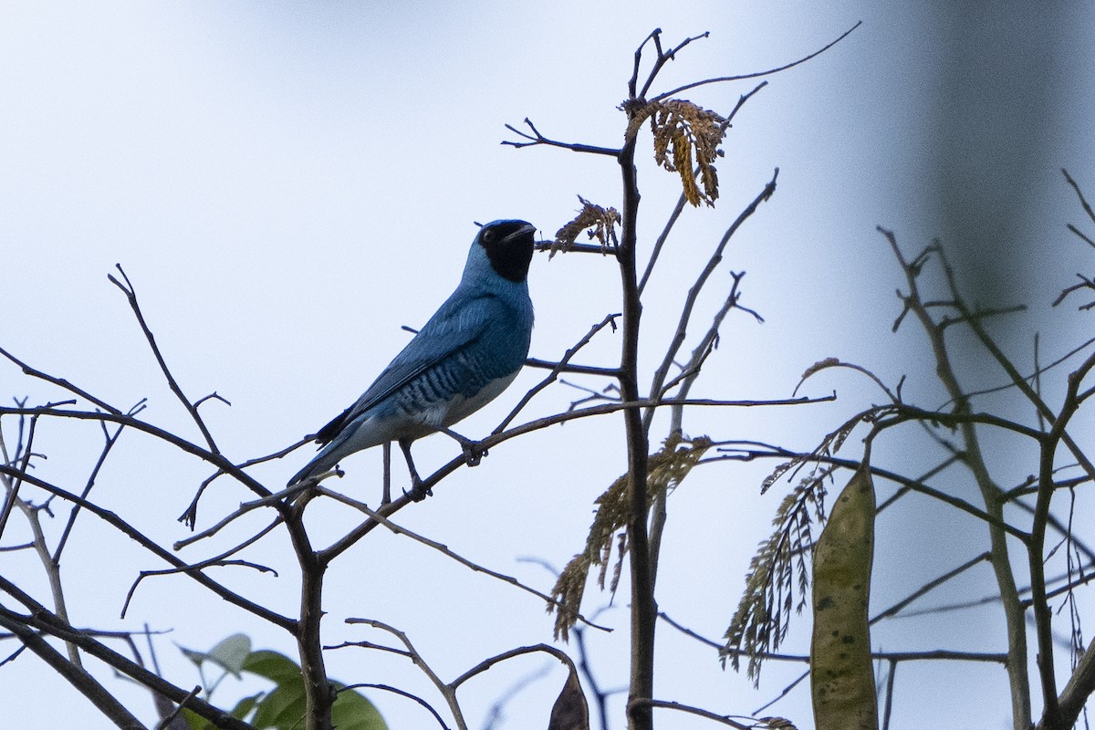 Swallow Tanager - ML617793496