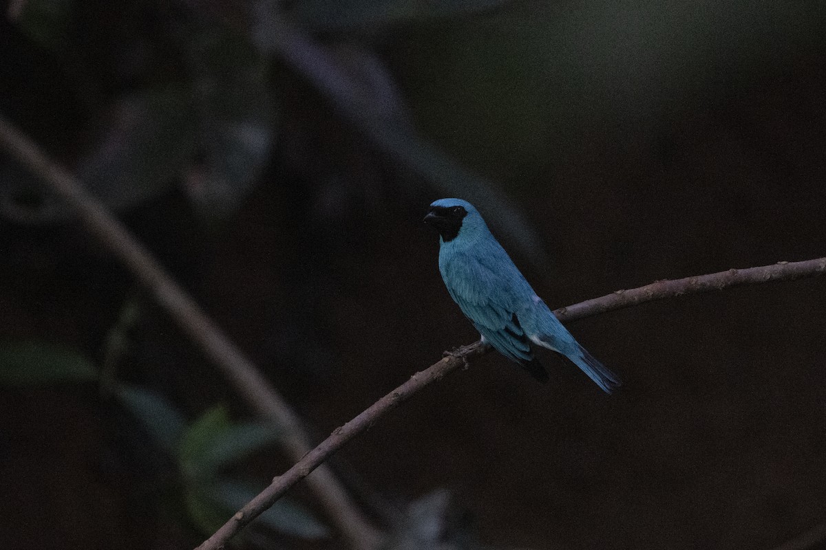 Swallow Tanager - ML617793503