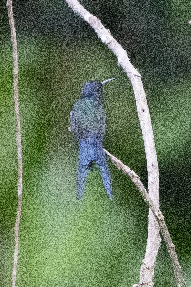 Swallow-tailed Hummingbird - ML617793519