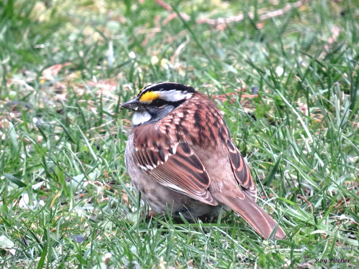 White-throated Sparrow - ML617793578