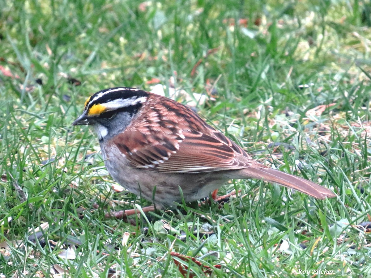 White-throated Sparrow - ML617793579