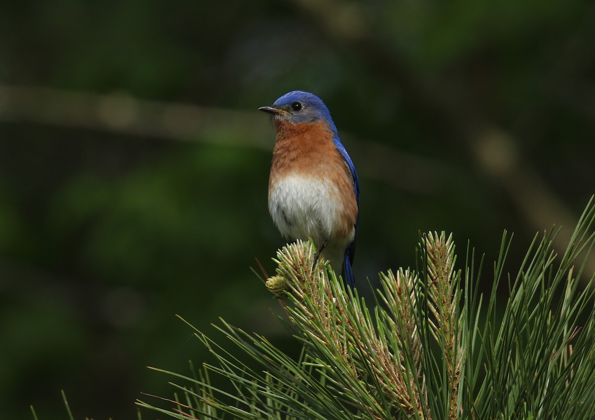 Eastern Bluebird - Sujata roy
