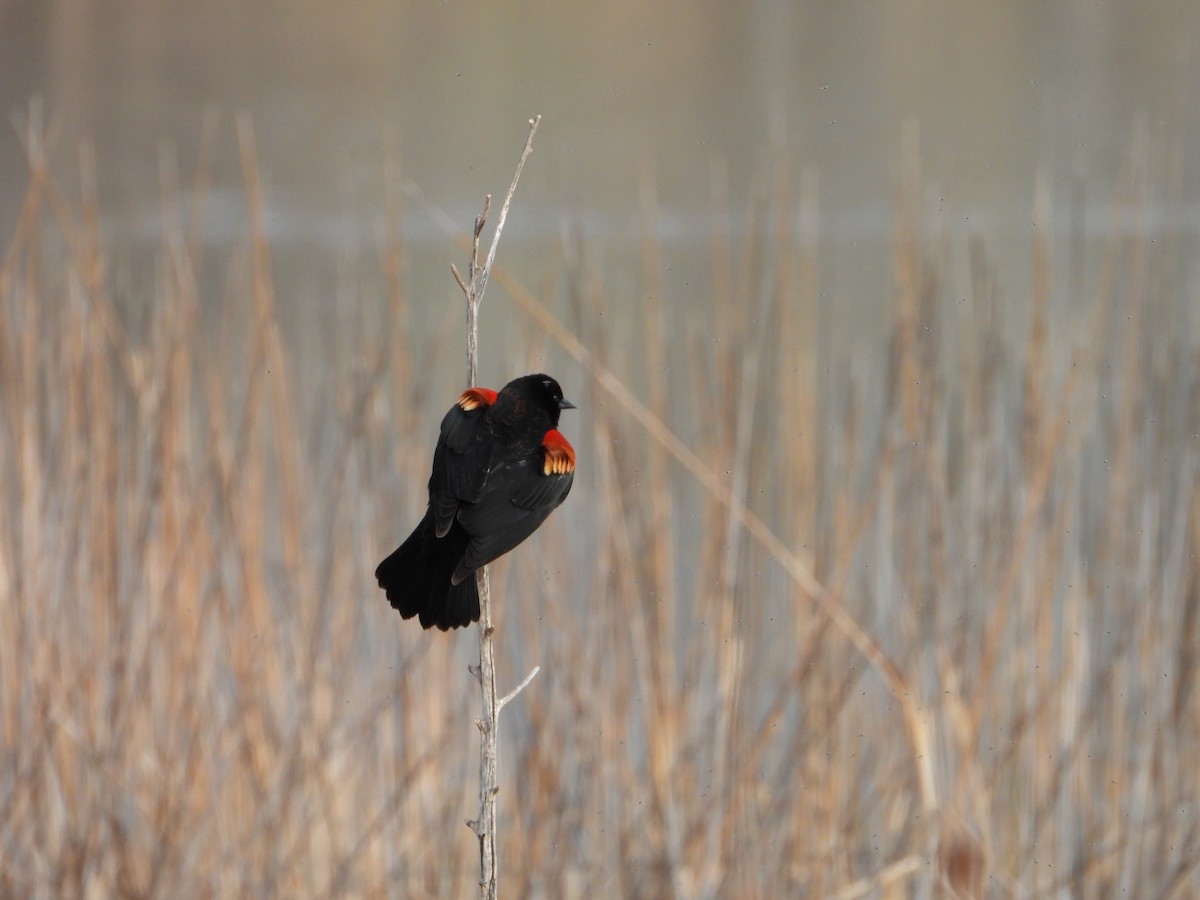 Red-winged Blackbird - Whitney Heim