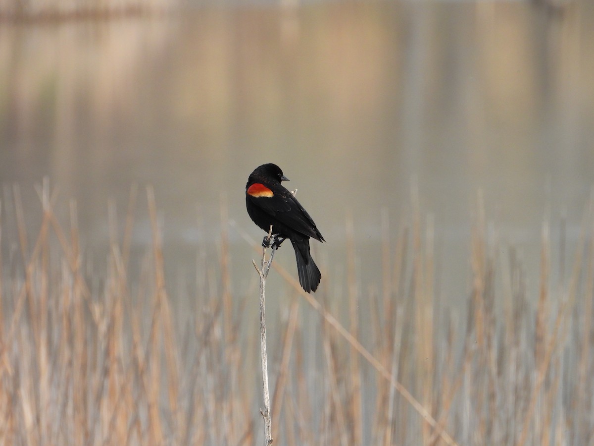 Red-winged Blackbird - ML617793802