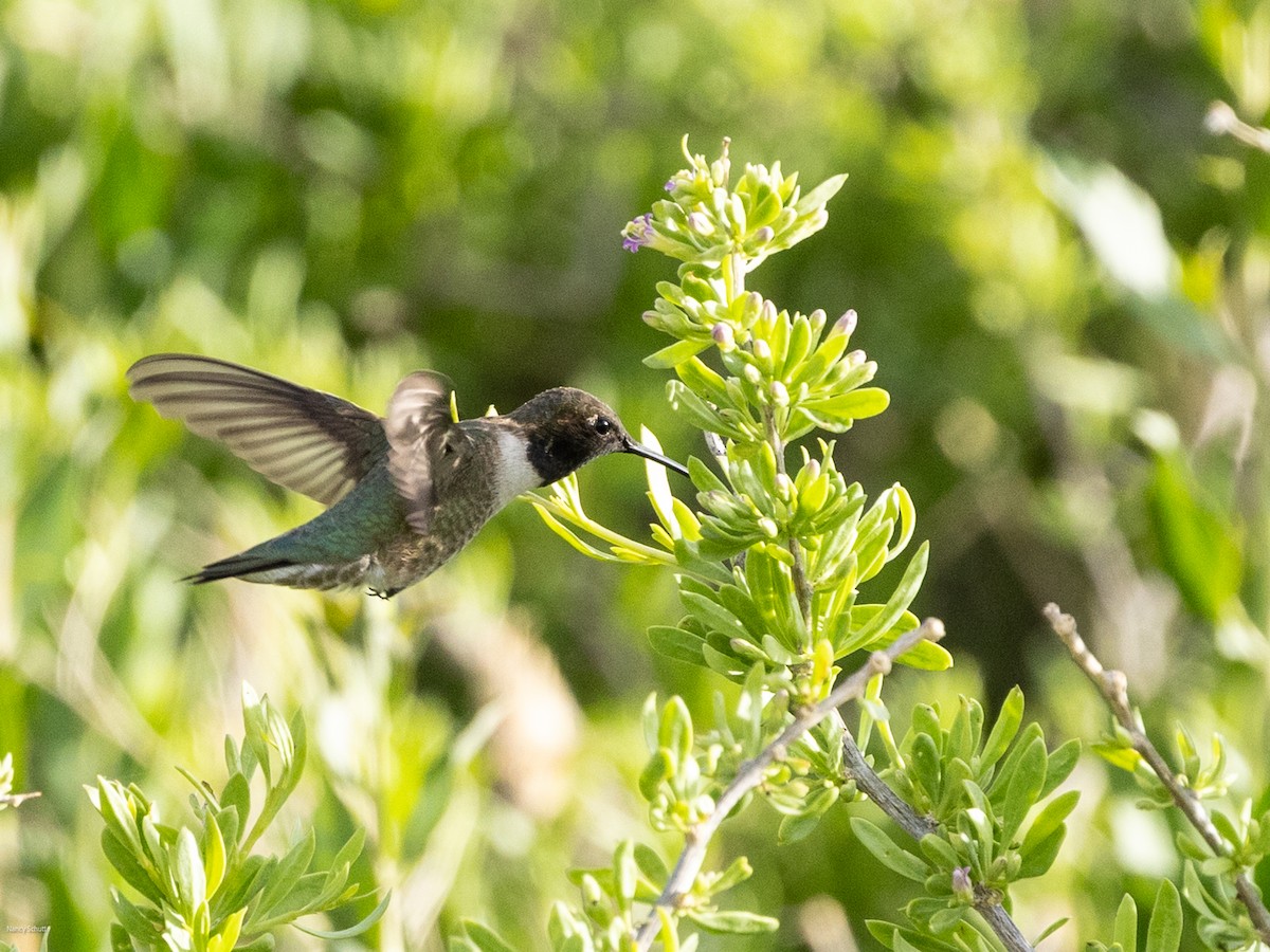 Black-chinned Hummingbird - ML617793812