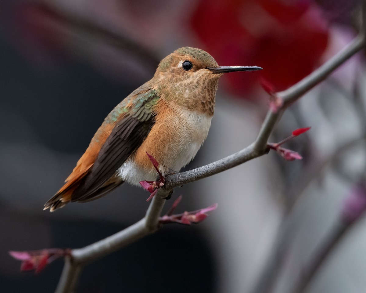 hummingbird sp. - Sue Cook
