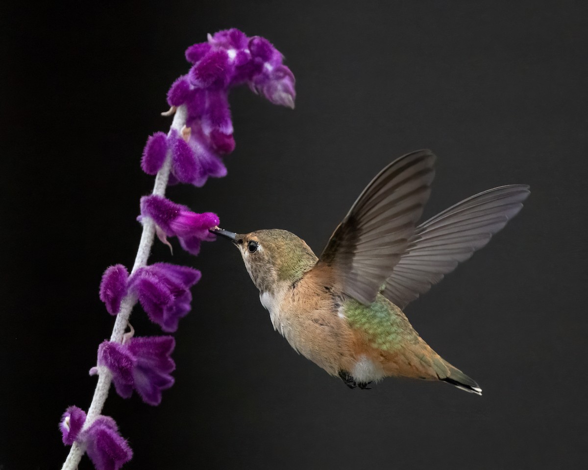 hummingbird sp. - ML617793848