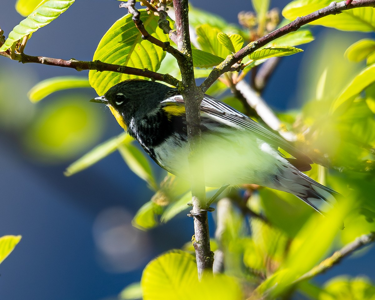 Yellow-rumped Warbler (Audubon's) - ML617793858