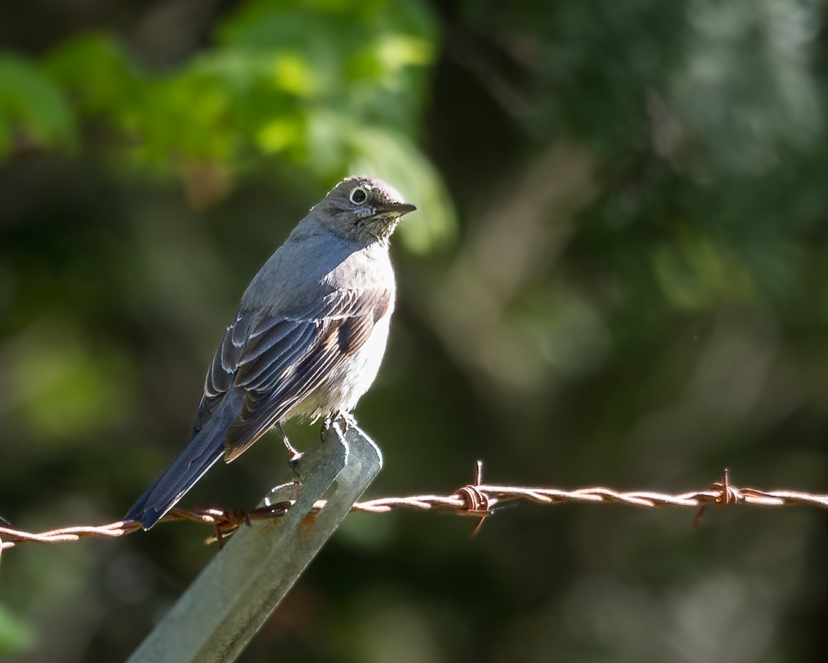 Townsend's Solitaire - ML617793878