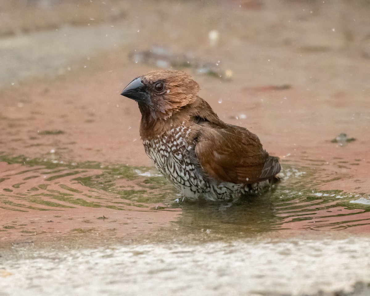 Scaly-breasted Munia - Sue Cook