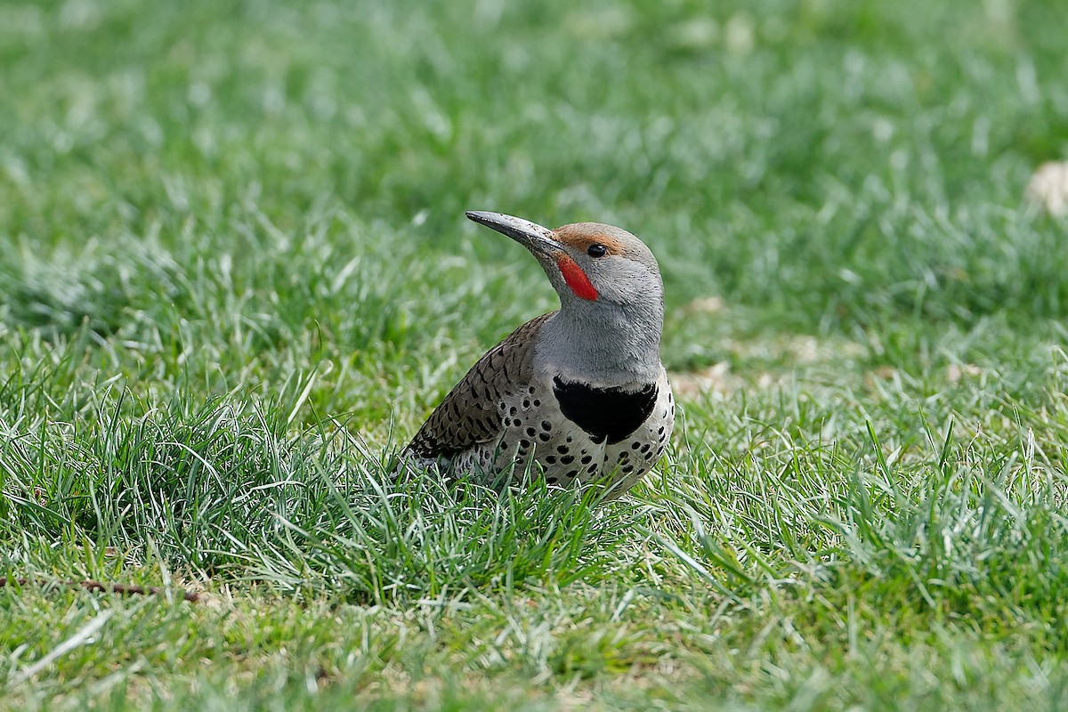 Northern Flicker (Red-shafted) - ML617793966