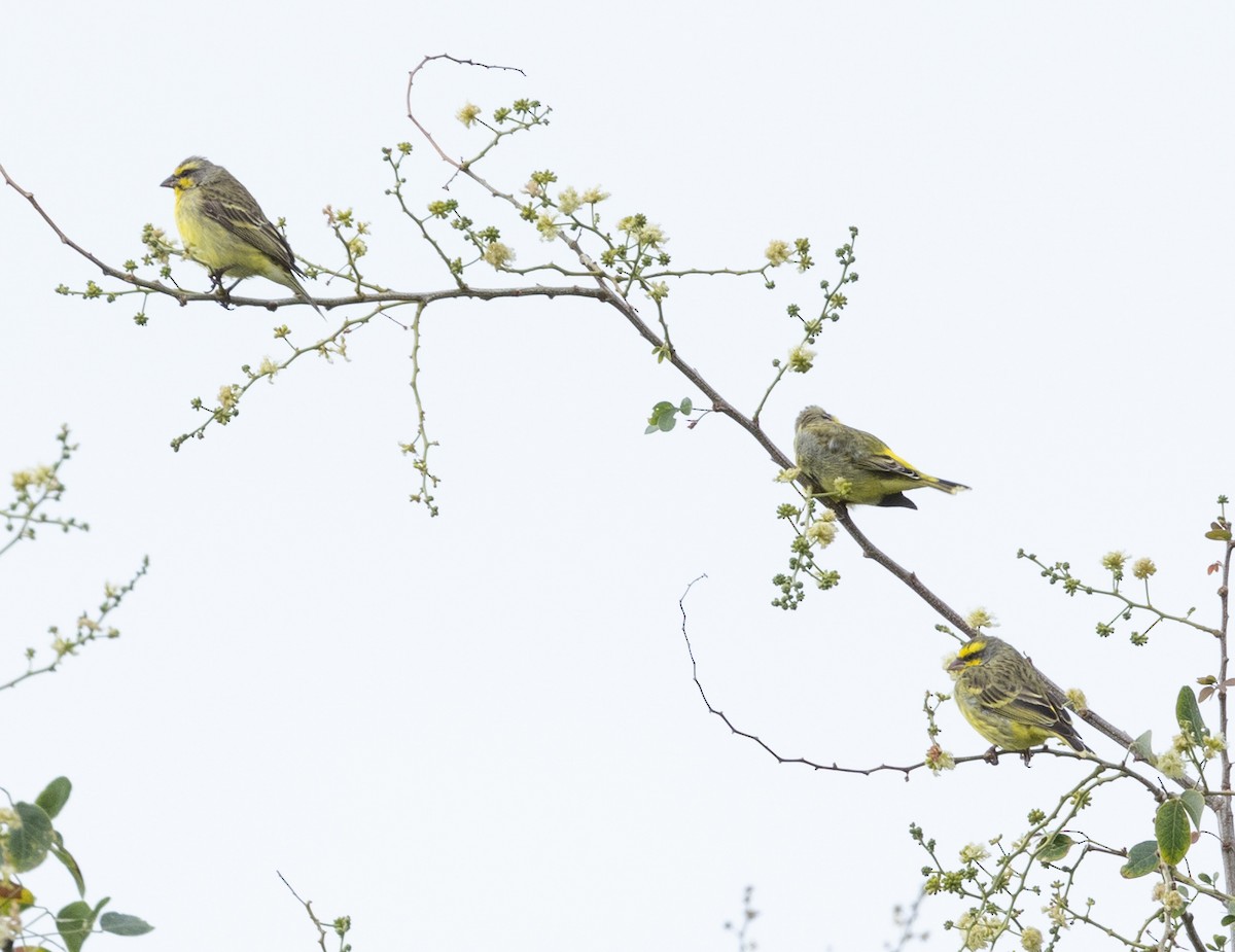 Yellow-fronted Canary - ML617794076