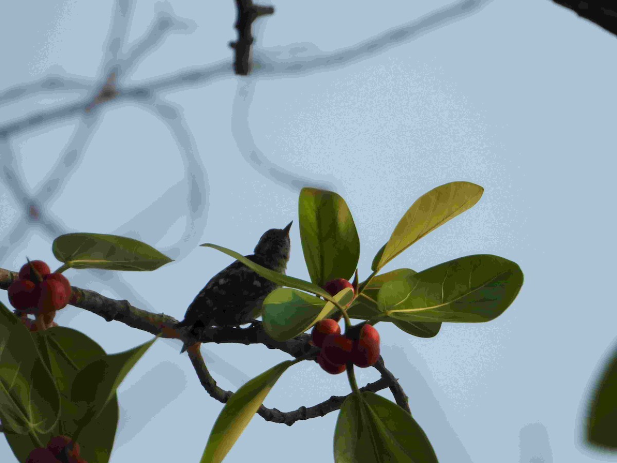 Brown-capped Pygmy Woodpecker - ML617794120