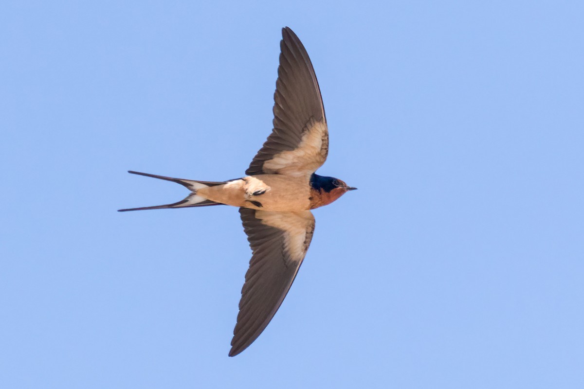 Barn Swallow - ML617794149
