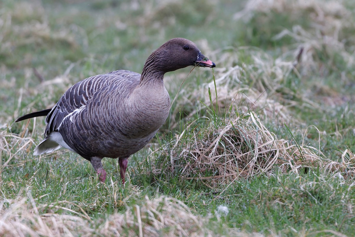 Pink-footed Goose - ML617794157