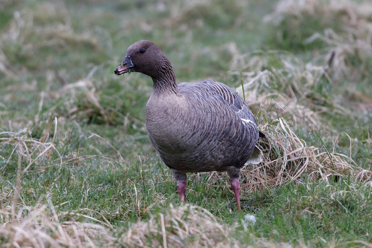 Pink-footed Goose - ML617794158