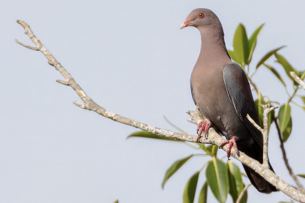 Red-billed Pigeon - Scott Young