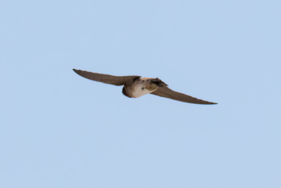 Cliff/Cave Swallow - ML617794164