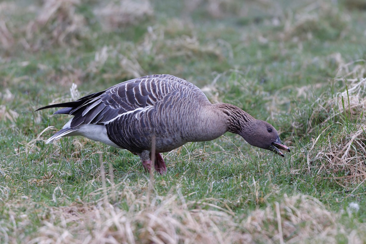 Pink-footed Goose - ML617794206