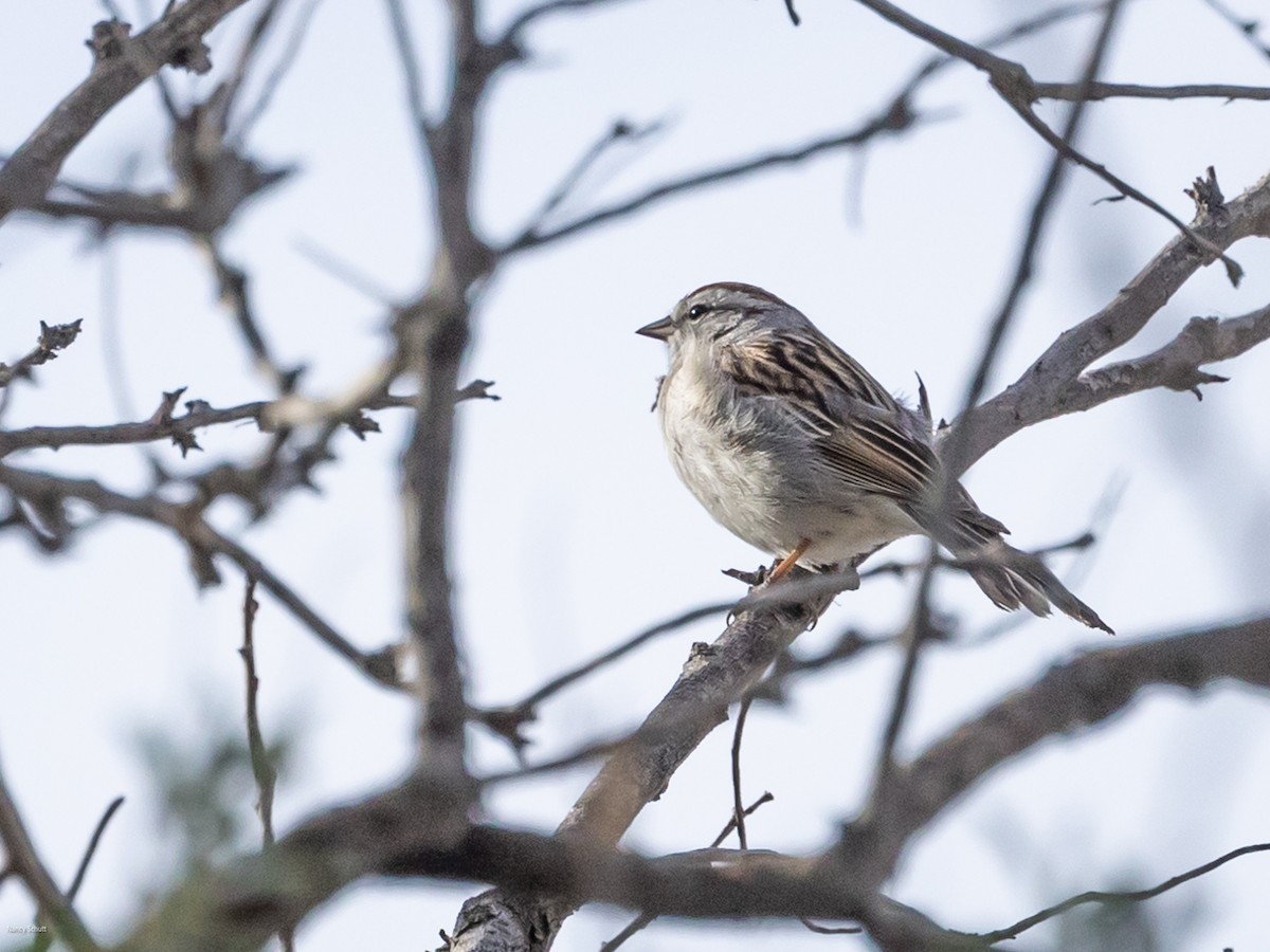 Chipping Sparrow - ML617794293