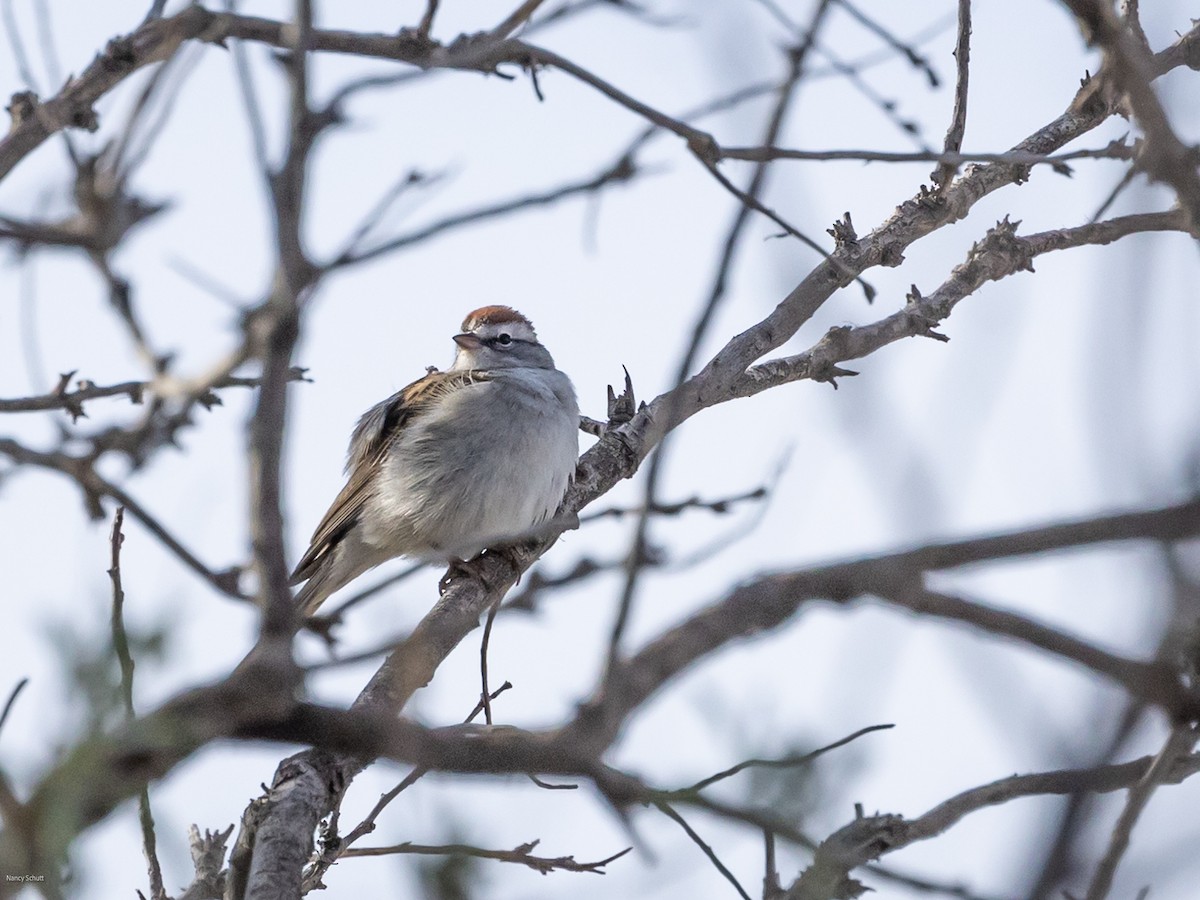 Chipping Sparrow - ML617794294