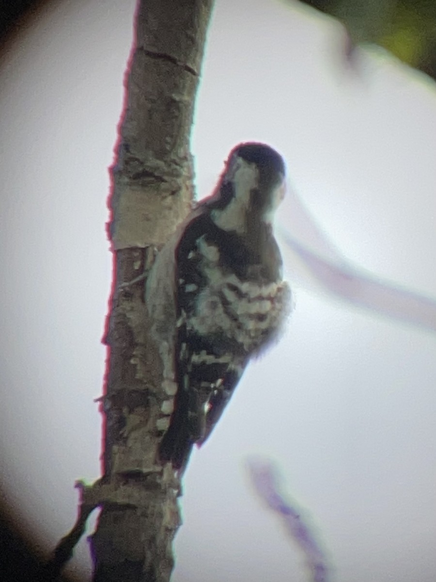 Lesser Spotted Woodpecker - Borja Buelta