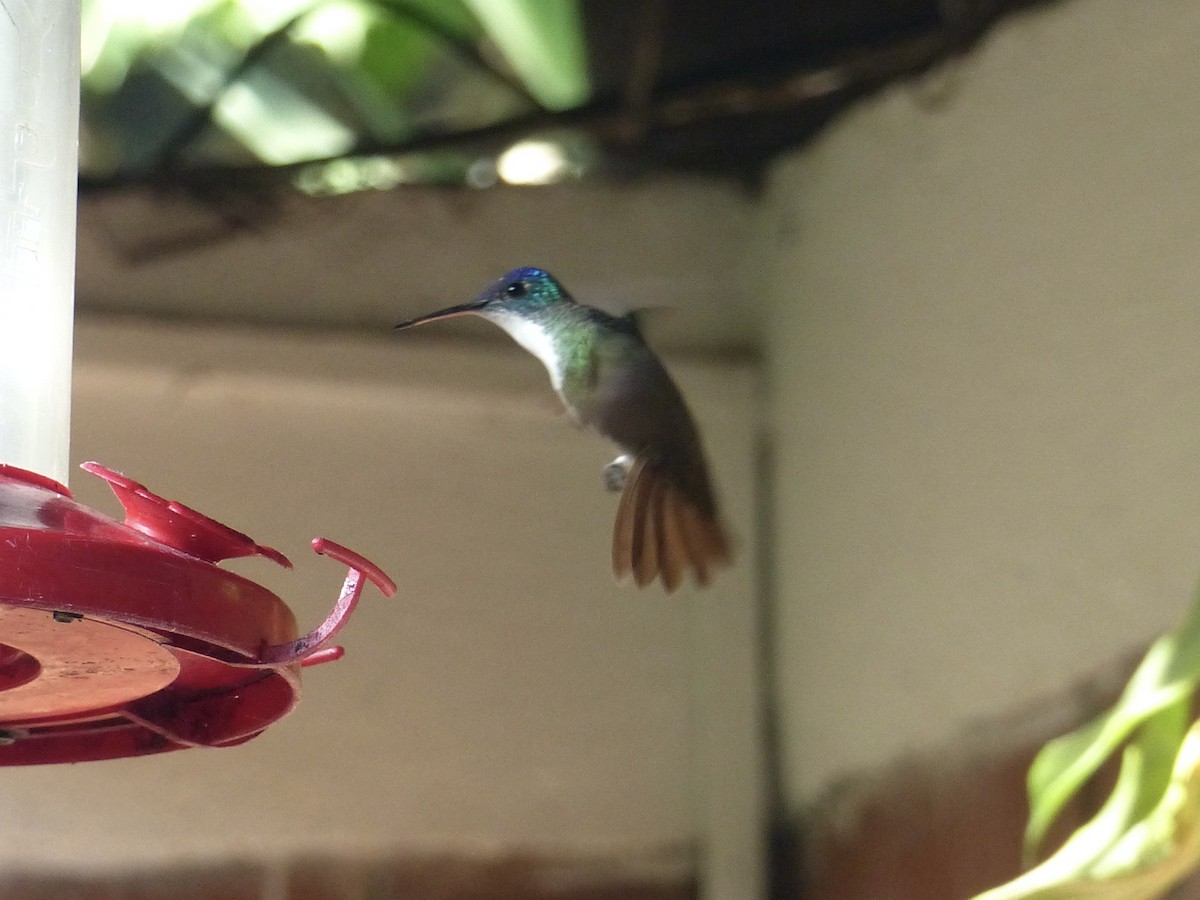 kolibřík azurovotemenný - ML617794321