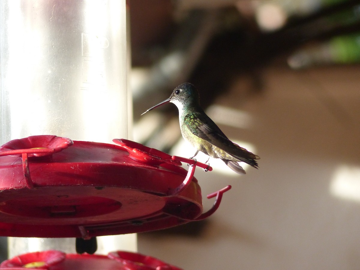 Azure-crowned Hummingbird - ML617794323