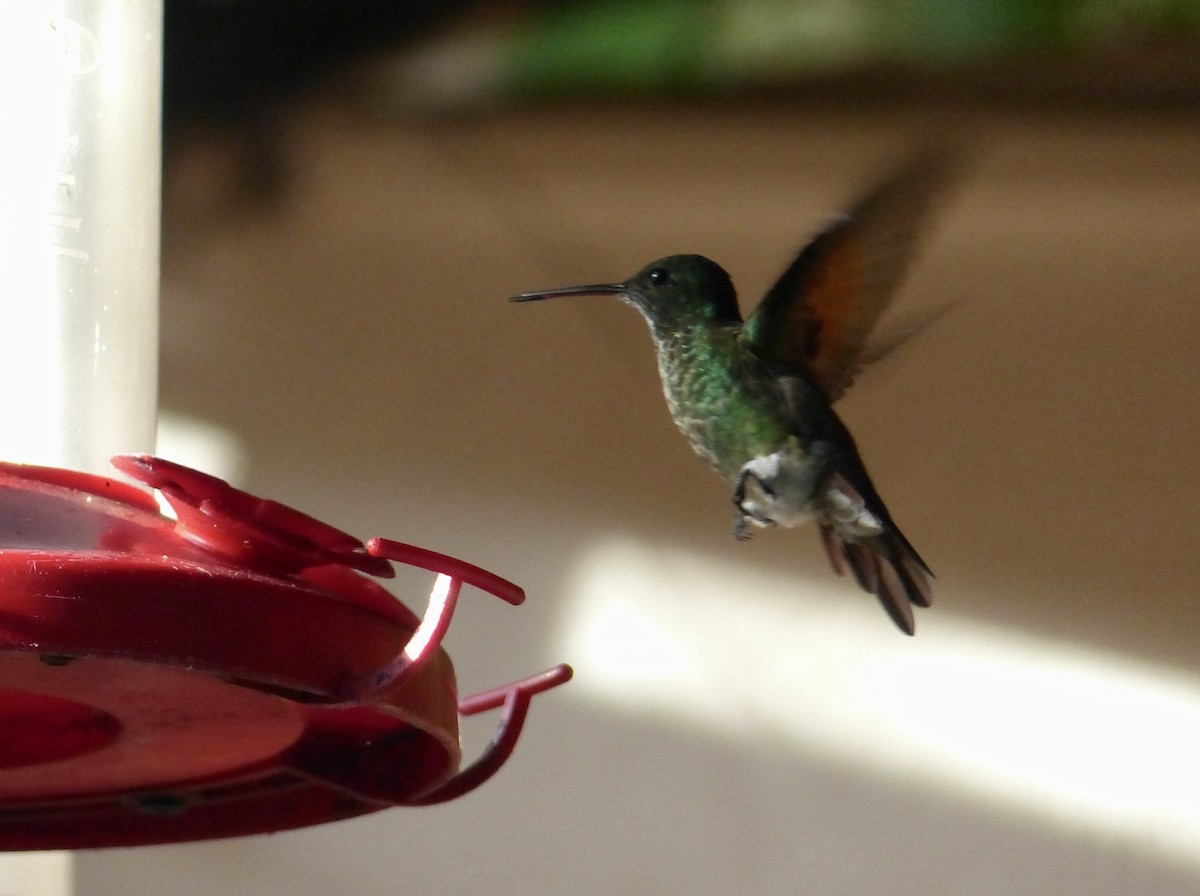 kolibřík mexický - ML617794343