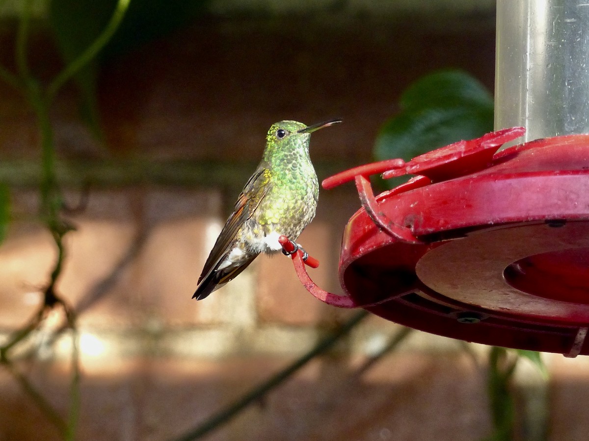 Berylline Hummingbird - ML617794344