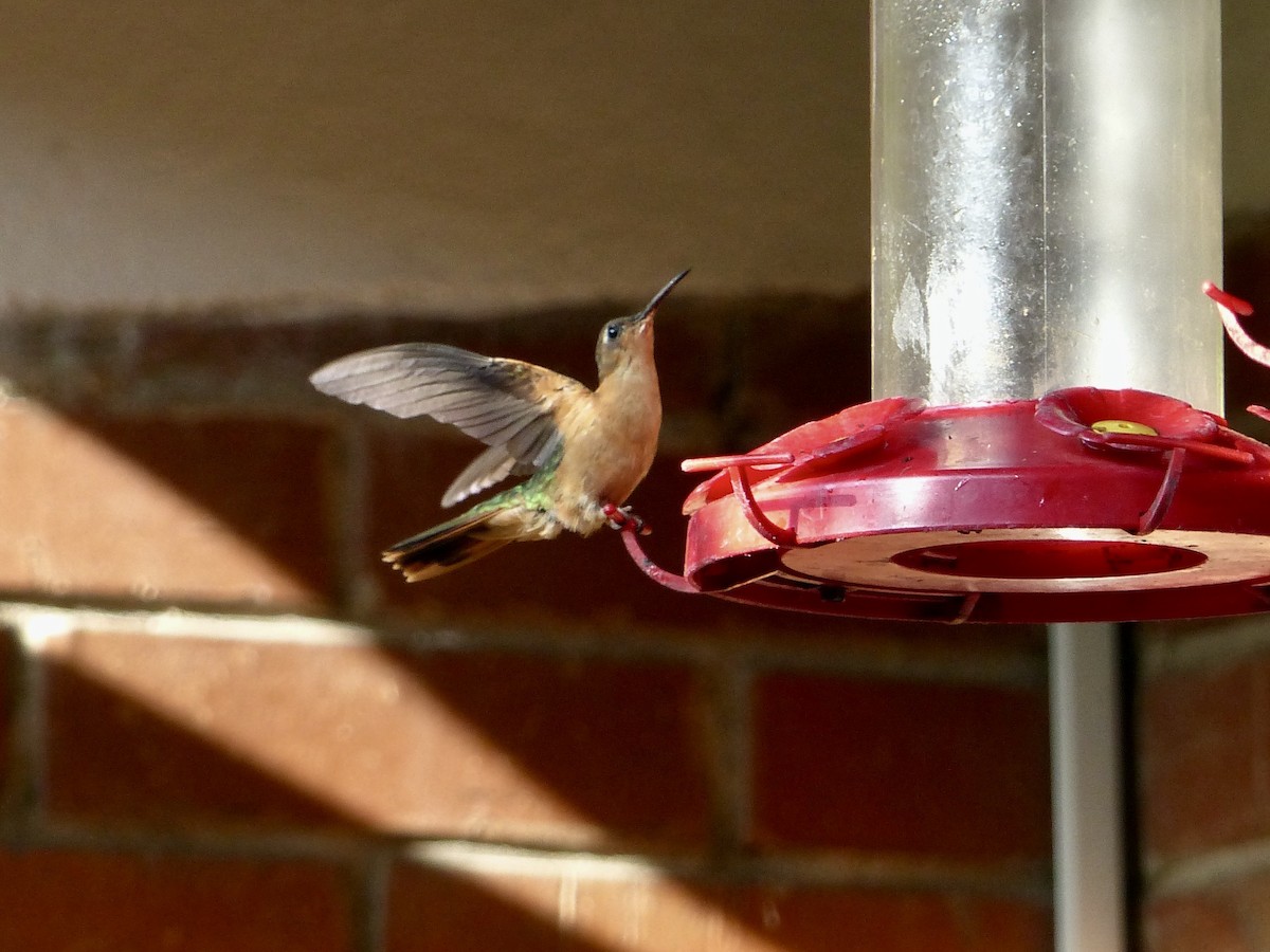 kolibřík pestroocasý - ML617794382