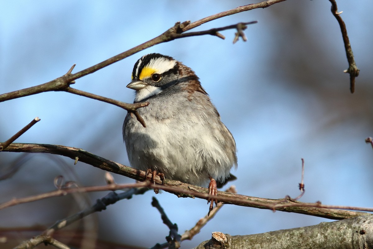 White-throated Sparrow - ML617794399