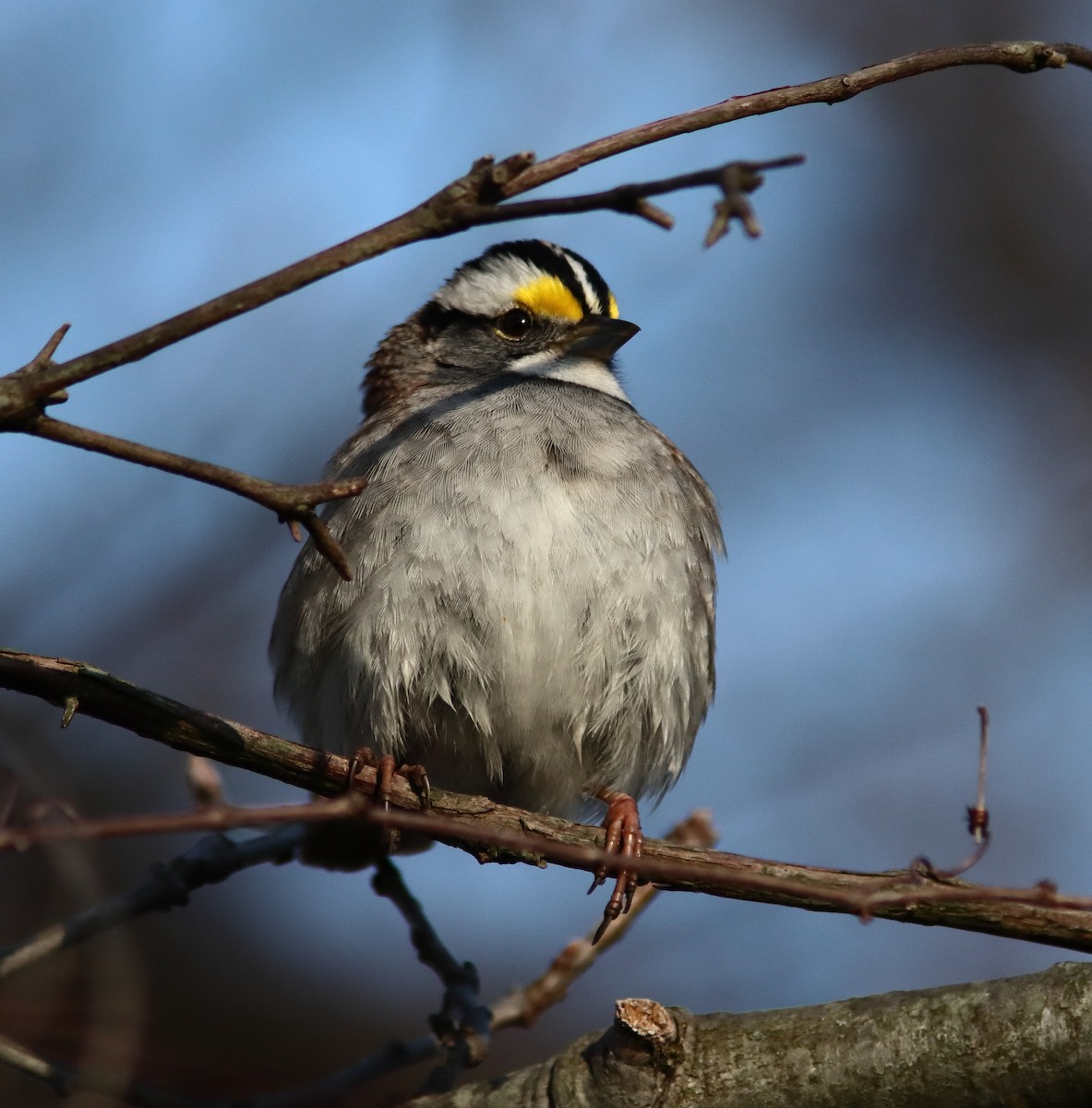 White-throated Sparrow - ML617794409