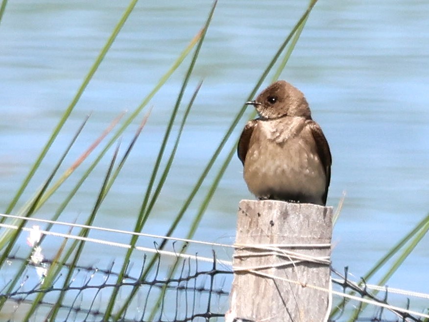Northern Rough-winged Swallow - ML617794431