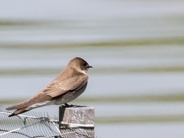 Northern Rough-winged Swallow - ML617794432