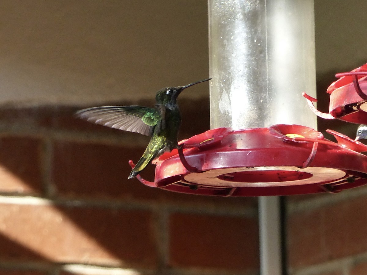 kolibřík skvostný - ML617794434