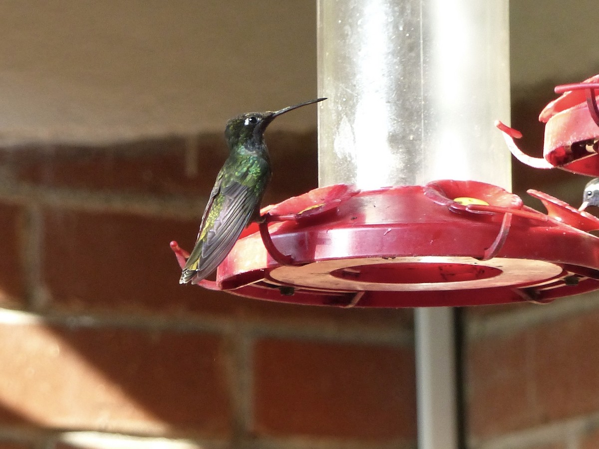 Rivoli's Hummingbird - ML617794435